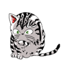 American Shorthair Cats-2（個別スタンプ：11）