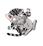American Shorthair Cats-2（個別スタンプ：23）
