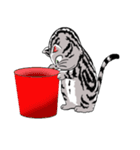 American Shorthair Cats-2（個別スタンプ：27）