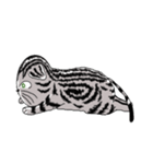 American Shorthair Cats-2（個別スタンプ：38）