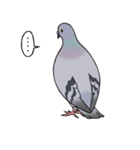 かわいい鳩（個別スタンプ：5）