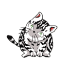 American Shorthair Cats（個別スタンプ：3）