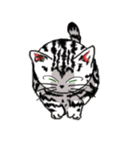 American Shorthair Cats（個別スタンプ：4）