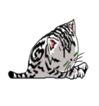 American Shorthair Cats（個別スタンプ：5）