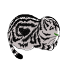 American Shorthair Cats（個別スタンプ：13）