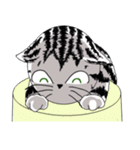 American Shorthair Cats（個別スタンプ：14）