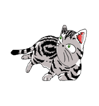 American Shorthair Cats（個別スタンプ：23）