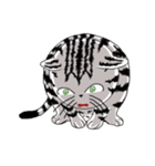 American Shorthair Cats（個別スタンプ：37）