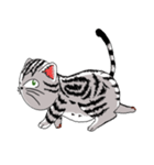 American Shorthair Cats（個別スタンプ：40）