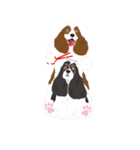 AmericanCockerSpaniel（個別スタンプ：24）