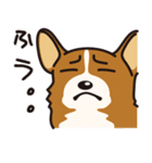 犬種別スタンプ⑨ コーギー（個別スタンプ：9）