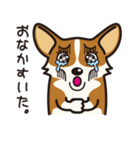 犬種別スタンプ⑨ コーギー（個別スタンプ：16）