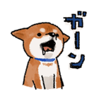 柴犬のふじ（個別スタンプ：4）