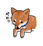 柴犬のふじ（個別スタンプ：7）