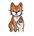 柴犬のふじ（個別スタンプ：20）