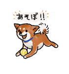 柴犬のふじ（個別スタンプ：22）