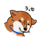 柴犬のふじ（個別スタンプ：34）