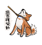 柴犬のふじ（個別スタンプ：36）