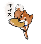 柴犬のふじ（個別スタンプ：39）