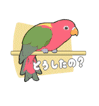 インコびより（個別スタンプ：5）