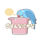 インコびより（個別スタンプ：13）