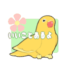 インコびより（個別スタンプ：16）