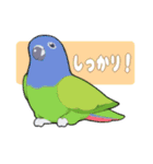 インコびより（個別スタンプ：37）