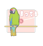 インコびより（個別スタンプ：40）