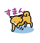 柴犬さんのツボ vol.1（個別スタンプ：25）