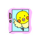オカメインコのピース（個別スタンプ：1）