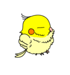 オカメインコのピース（個別スタンプ：16）