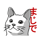 マジで？ネコ（個別スタンプ：28）