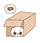 猫は箱が大好き（個別スタンプ：6）