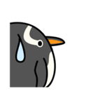 フンボルトペンギンとジェンツーペンギン（個別スタンプ：40）
