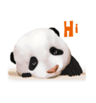 Happy Animals（個別スタンプ：1）