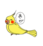 "オカメインコの日常" 鳥さんと一緒01（個別スタンプ：12）