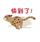 台灣の山猫を抱いてね！（個別スタンプ：35）