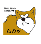 The秋田犬（個別スタンプ：35）