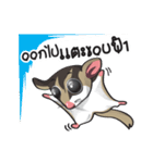 Sugar Glider（個別スタンプ：5）