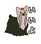 陽気なヨーキー 愉快な仲間たち（個別スタンプ：24）