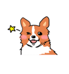 幸せコーギー（個別スタンプ：1）