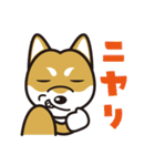 犬種別スタンプ⑧ 柴犬（赤毛）（個別スタンプ：29）