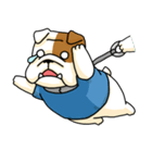 English Bull Dog Brebre ＆ Cola（個別スタンプ：17）