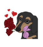 Cute Dachshund！！（個別スタンプ：4）