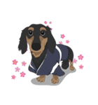 Cute Dachshund！！（個別スタンプ：7）