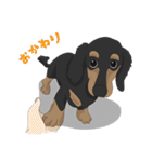 Cute Dachshund！！（個別スタンプ：18）