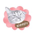 My cat Tama's stickers [For English]（個別スタンプ：2）