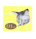 My cat Tama's stickers [For English]（個別スタンプ：16）