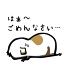 ハムスターじゃないよ！モルモットだよ！（個別スタンプ：3）