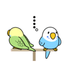 セキセイインコ「せきせいんこっこ」（個別スタンプ：14）